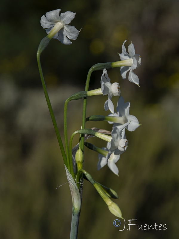 Narcissus tortifolius.29