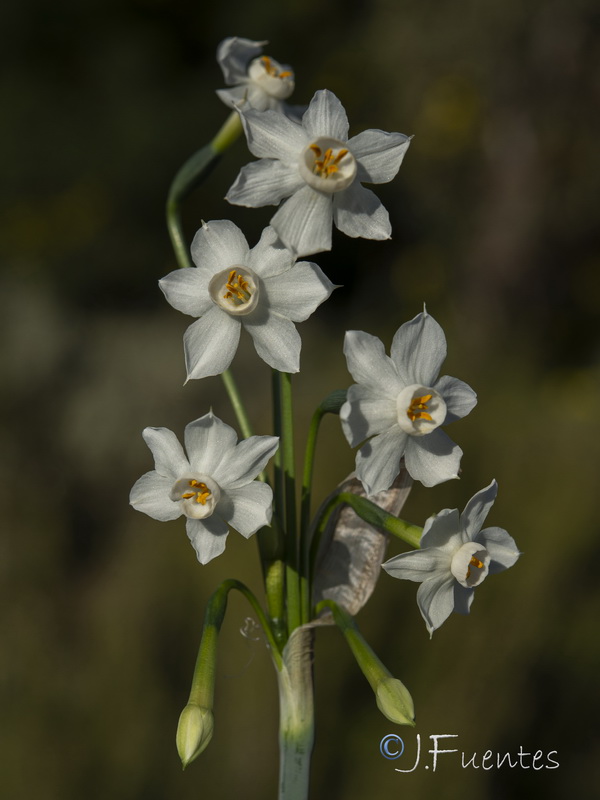 Narcissus tortifolius.30