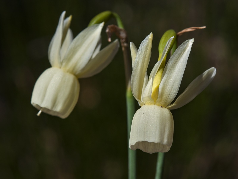 Narcissus triandrus palidulus.04