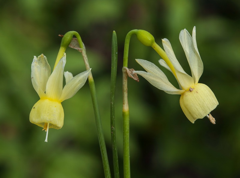 Narcissus triandrus palidulus.05