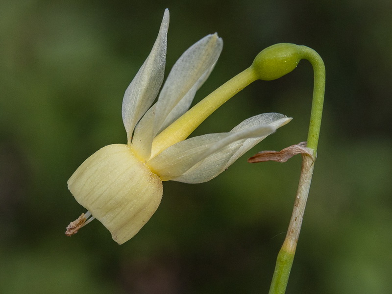 Narcissus triandrus palidulus.12