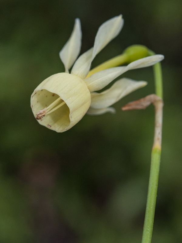 Narcissus triandrus palidulus.13