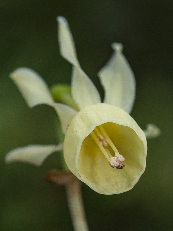 Narcissus triandrus palidulus.14