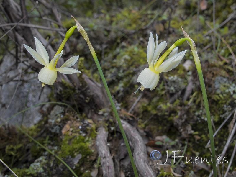 Narcissus triandrus palidulus.18