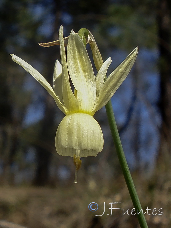 Narcissus triandrus palidulus.21