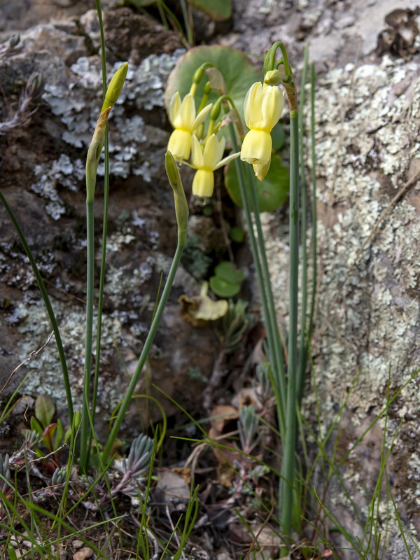 Narcissus triandrus palidulus.26