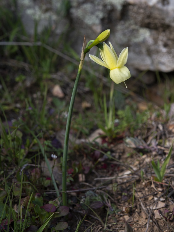 Narcissus triandrus palidulus.27