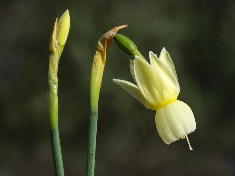 Narcissus triandrus palidulus.23