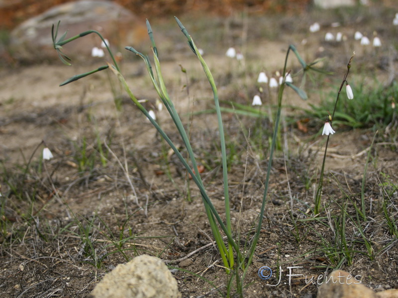 Narcissus viridiflorus.01