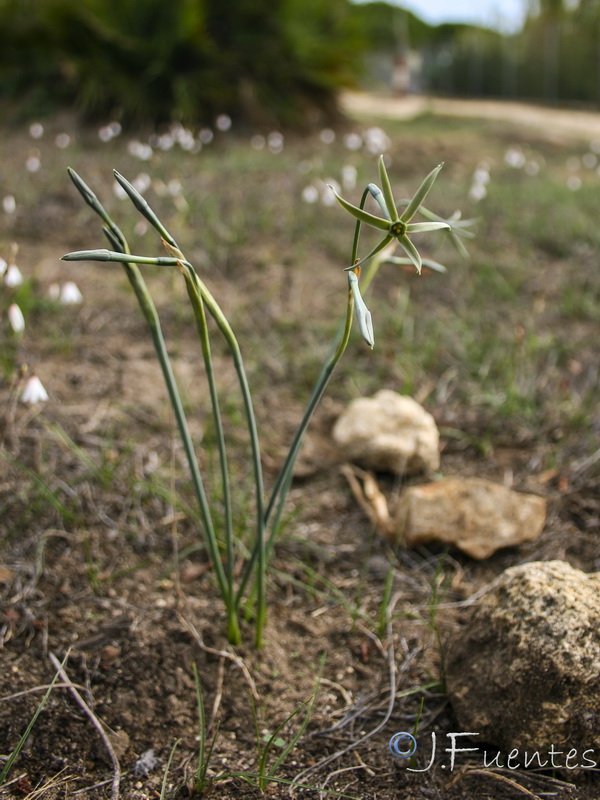 Narcissus viridiflorus.02