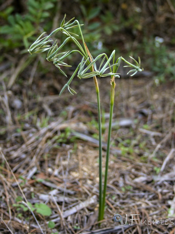 Narcissus viridiflorus.04