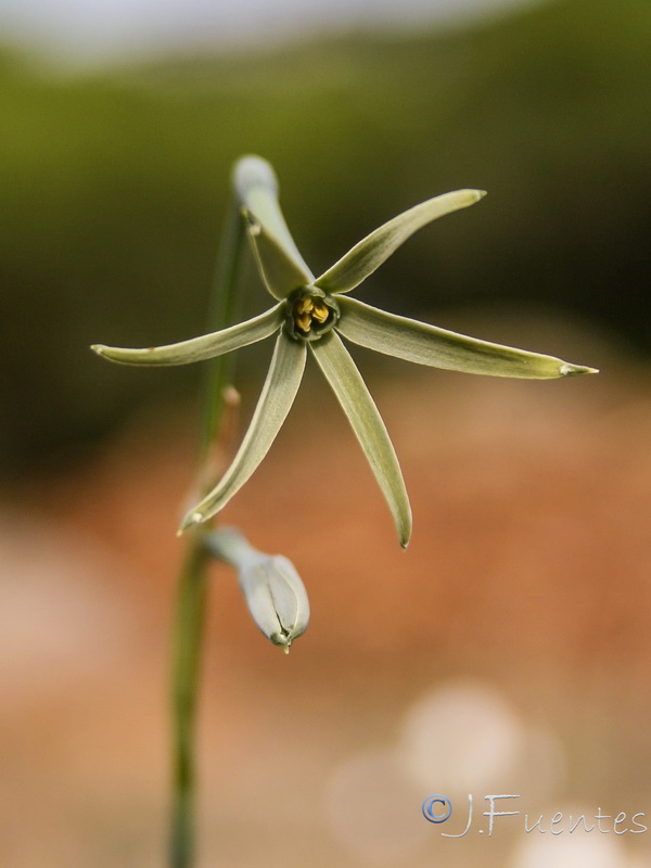 Narcissus viridiflorus.08
