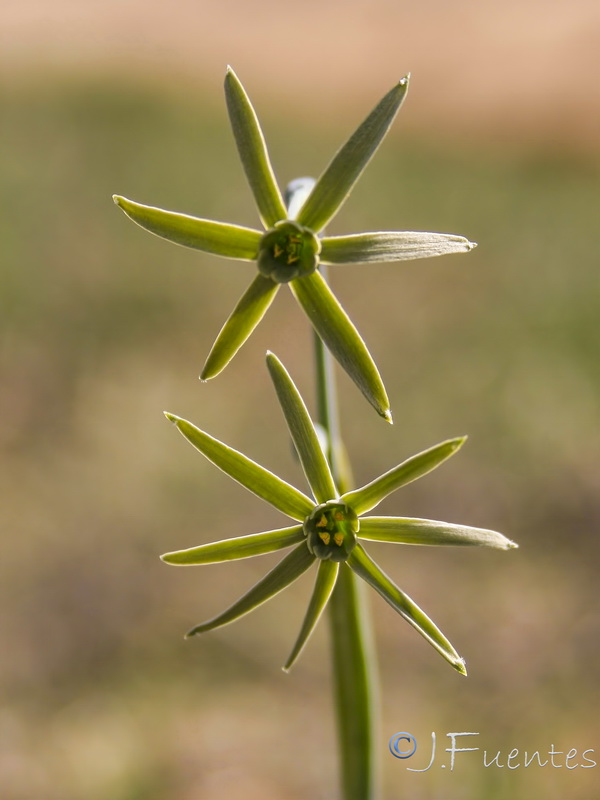 Narcissus viridiflorus.09