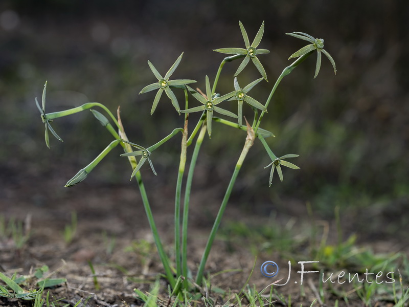 Narcissus viridiflorus.14