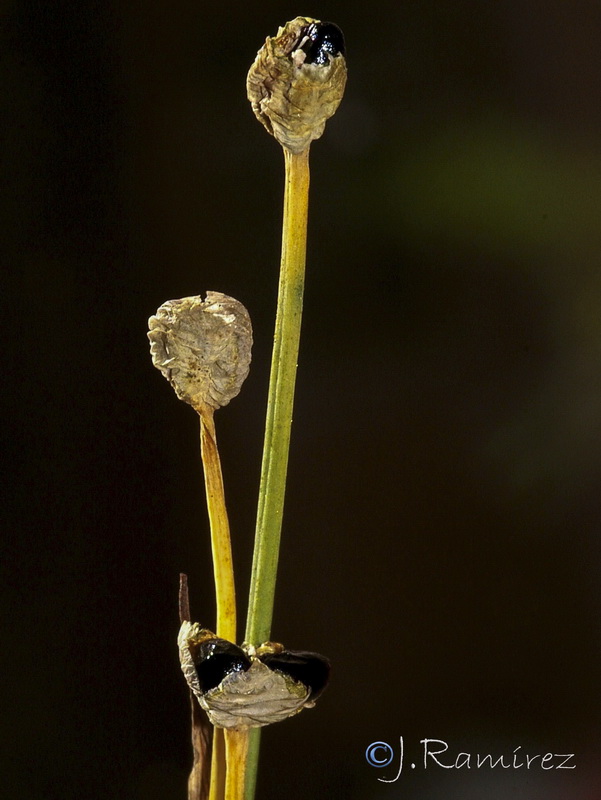 Narcissus viridiflorus.23