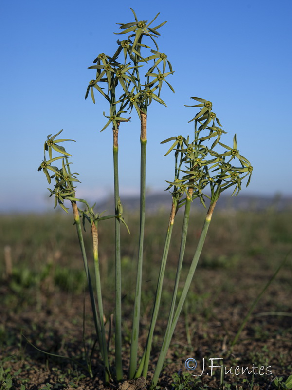 Narcissus viridiflorus.22