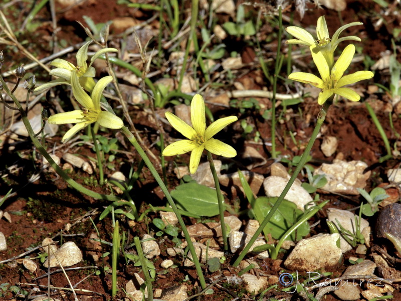 Narcissus x alentejanus.02