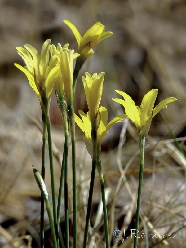 Narcissus x alentejanus.03