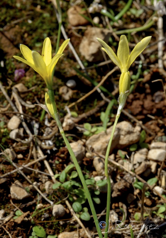 Narcissus x alentejanus.04