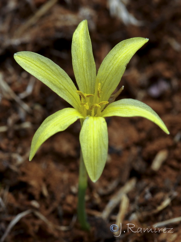 Narcissus x alentejanus.05