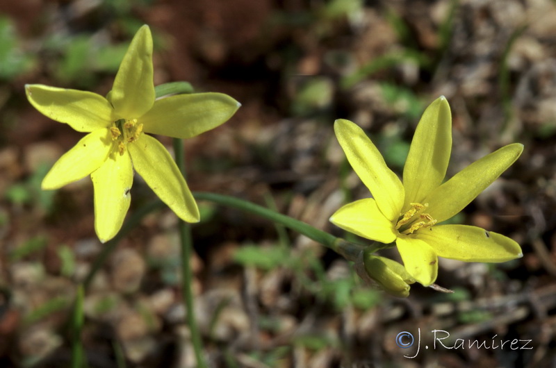 Narcissus x alentejanus.06