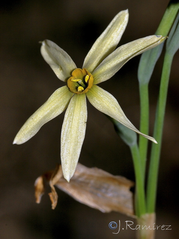 Narcissus x alleniae.03