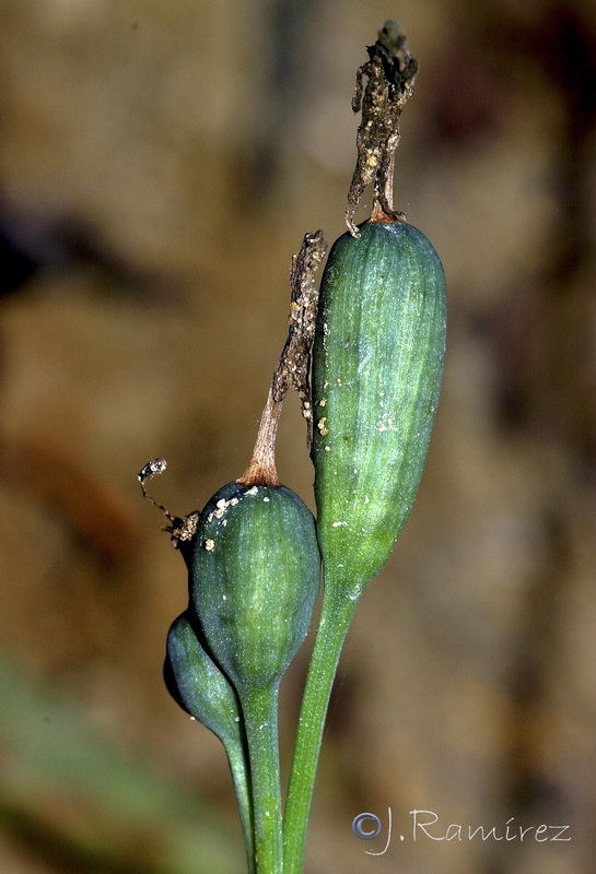 Narcissus x alleniae.09