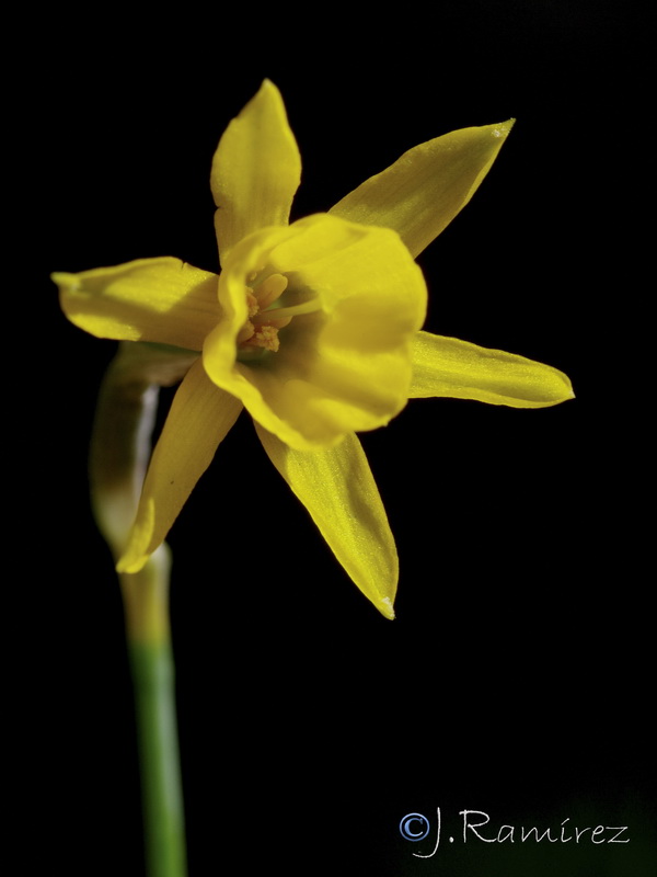 Narcissus x andujarensis.01
