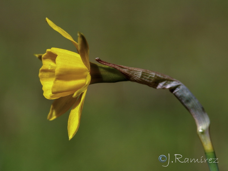 Narcissus x andujarensis.02