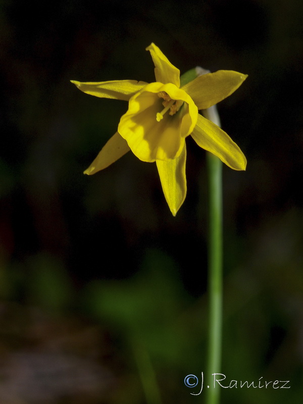 Narcissus x andujarensis.03