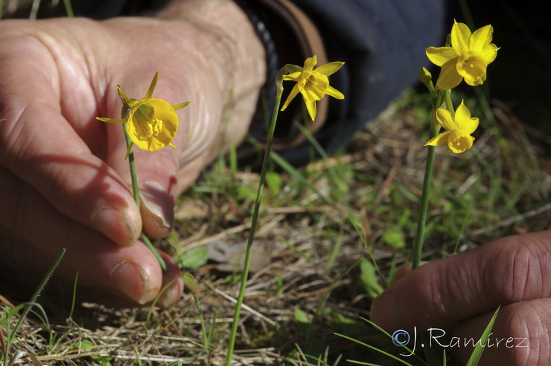 Narcissus x andujarensis.04