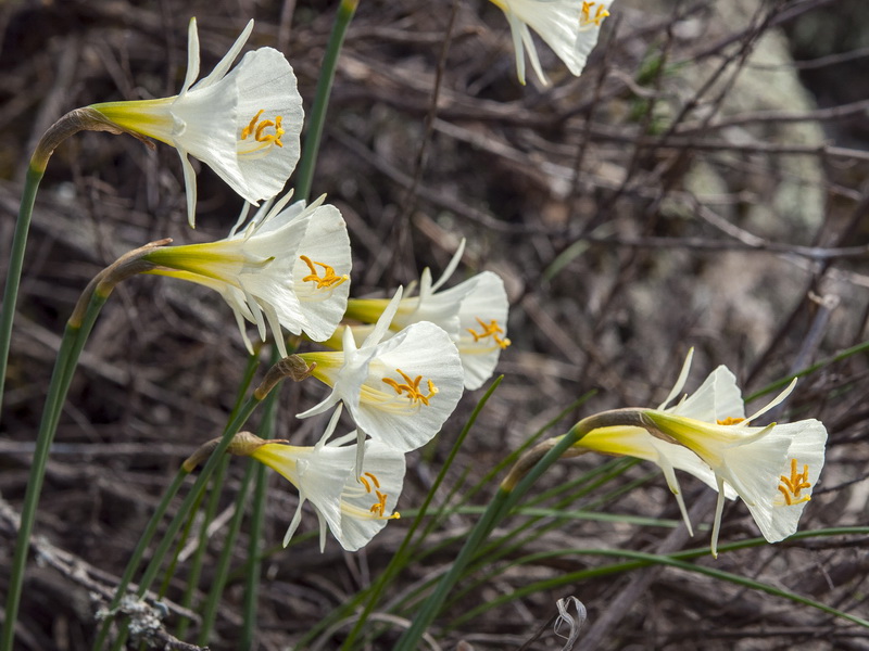 Narcissus x barrae.04
