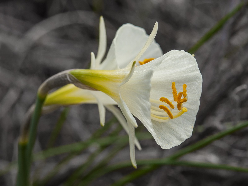 Narcissus x barrae.07