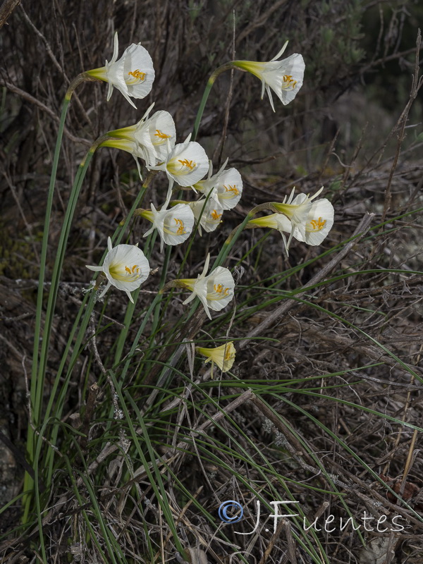 Narcissus x barrae.09