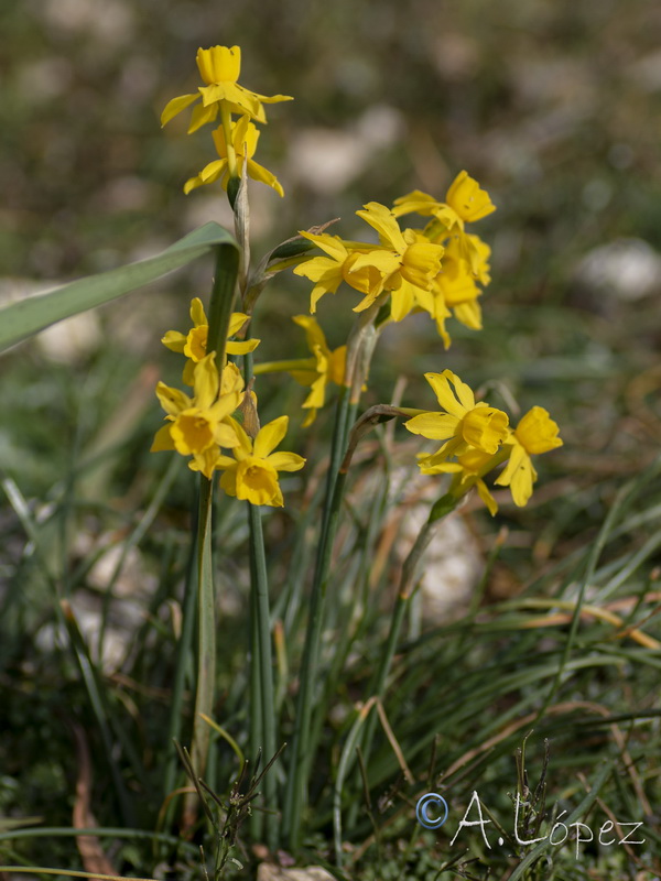 Narcissus x egabrensis.03