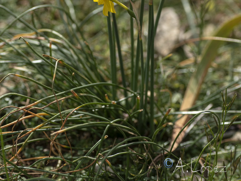 Narcissus x egabrensis.04