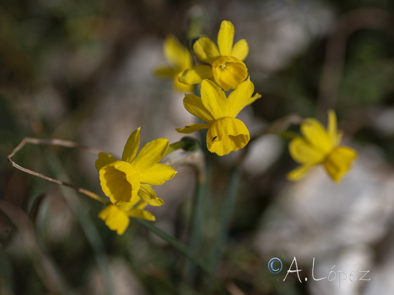 Narcissus x egabrensis.01