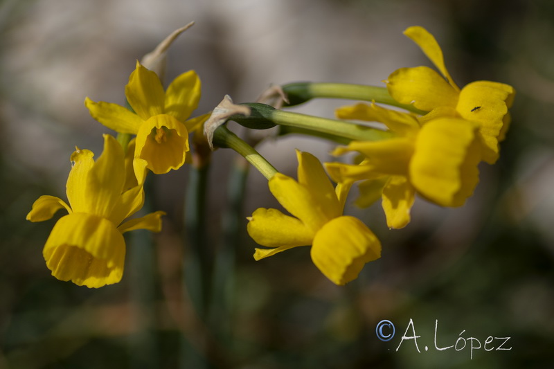 Narcissus egabrensis.05