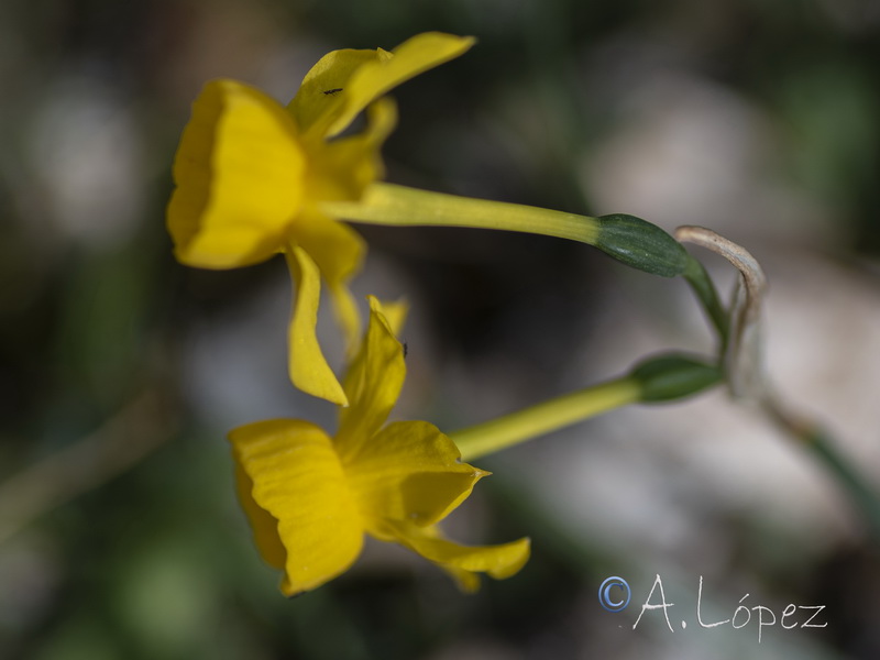 Narcissus egabrensis.06