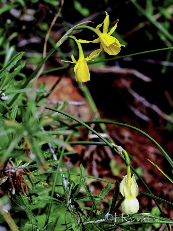 Narcissus x fosteri nsubsp rozeirae.01