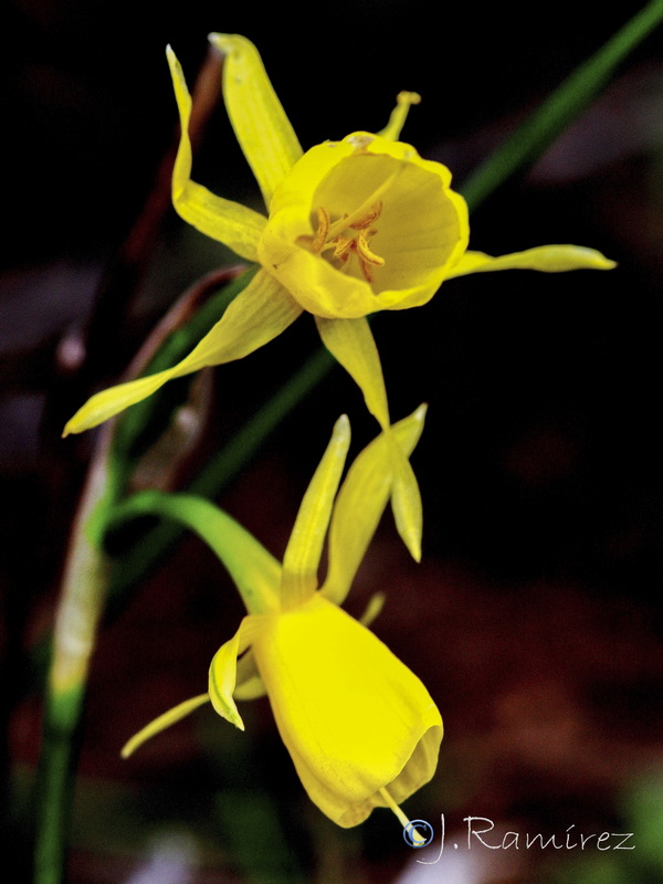 Narcissus x fosteri nsubsp rozeirae.03