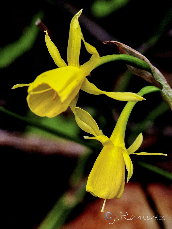 Narcissus x fosteri nsubsp rozeirae.04