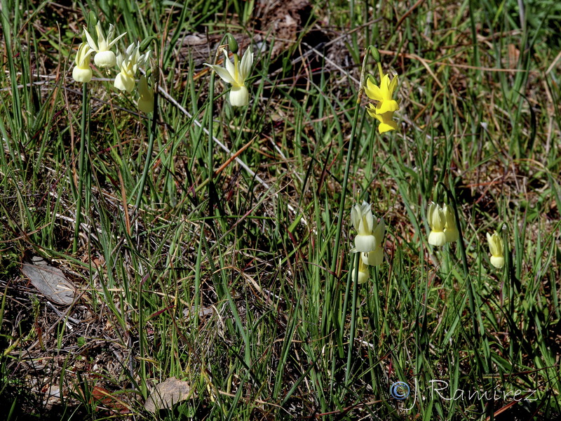 Narcissus x hervasii.01