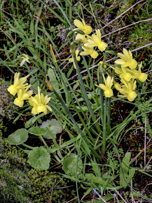 Narcissus x hervasii.02