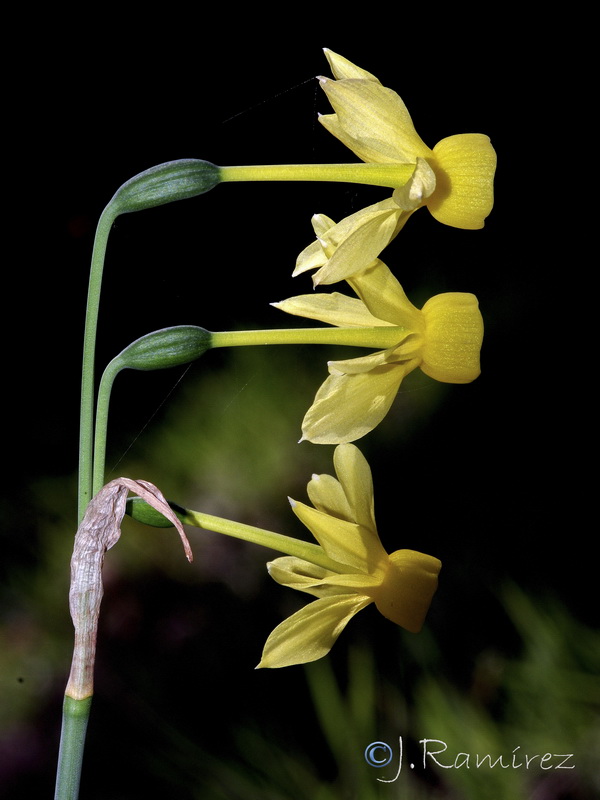 Narcissus x hervasii.05