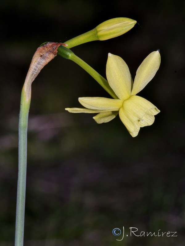 Narcissus x hervasii.06