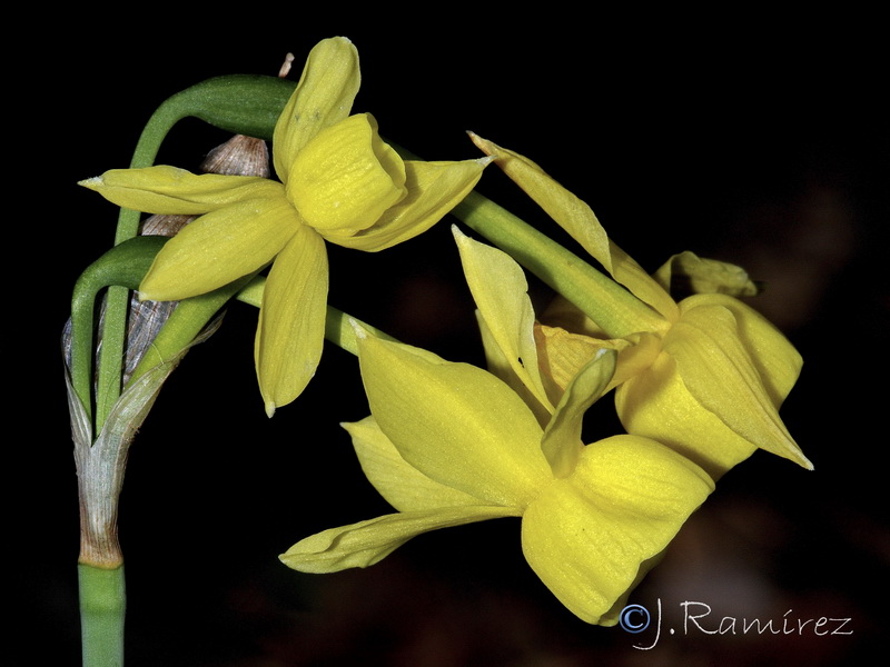 Narcissus x hervasii.07