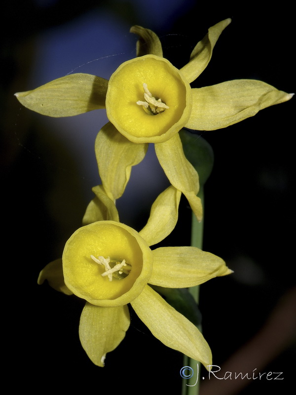 Narcissus x hervasii.08