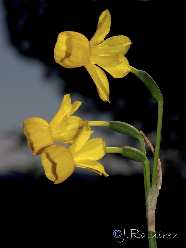 Narcissus x incurvicervicus.02