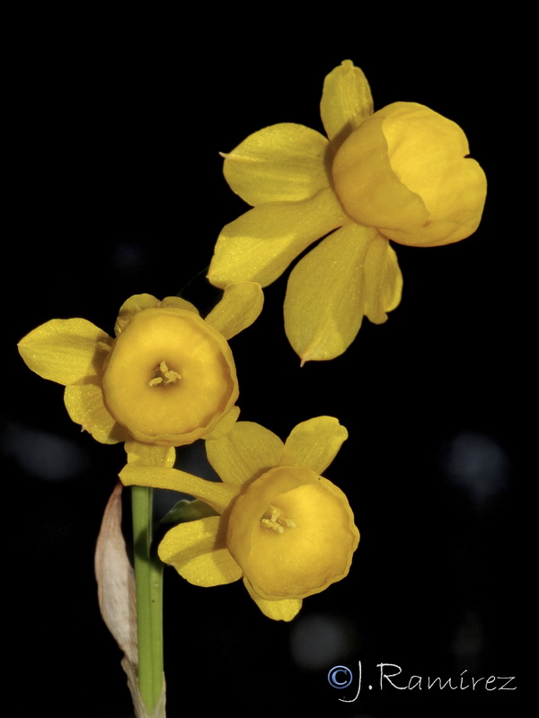 Narcissus x incurvicervicus.03